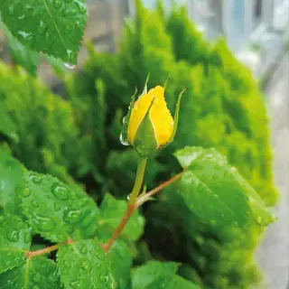 Gartenbewässerung mit Regenwasserzisterne