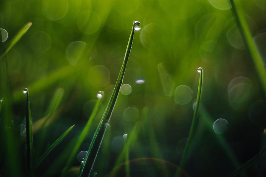 Hunter MP Rotator und Getrieberegner: Wie sie über den Erfolg einer Bewässerungsanlage entscheiden