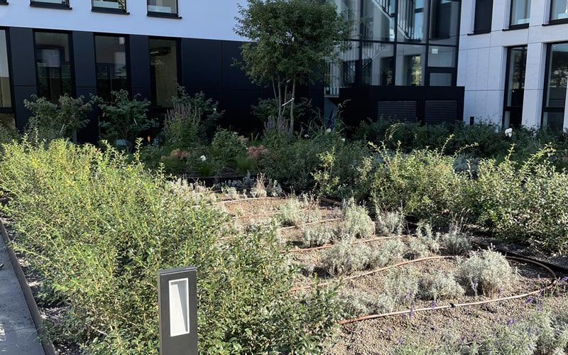 Tropfberegnung mit verlegtem Tropfrohr für Außenbepflanzung eines Bürokomplexes in Frankfurt