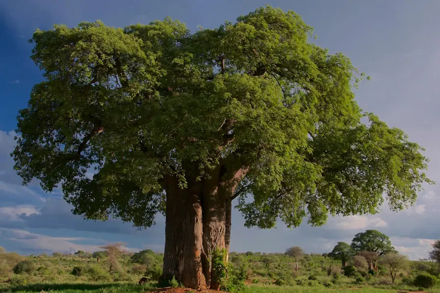 Gartenbewässerung im Klimawandel – wie Gärten mit Hitze und Trockenheit umgehen