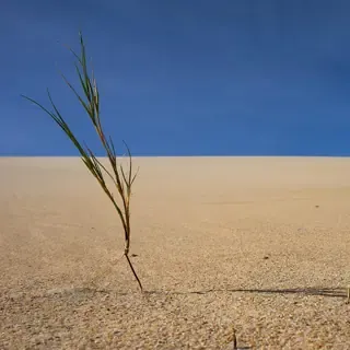 Gartenbewässerung im Klimawandel 