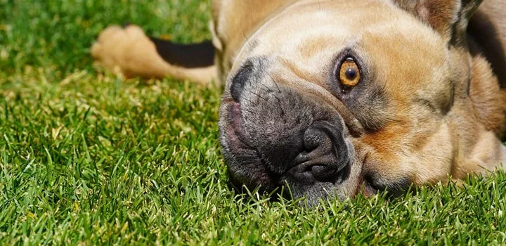 Hund liegt entspannt auf dichtem, gleichmäßig bewässertem Rasen nach erfolgreichem Anwuchs