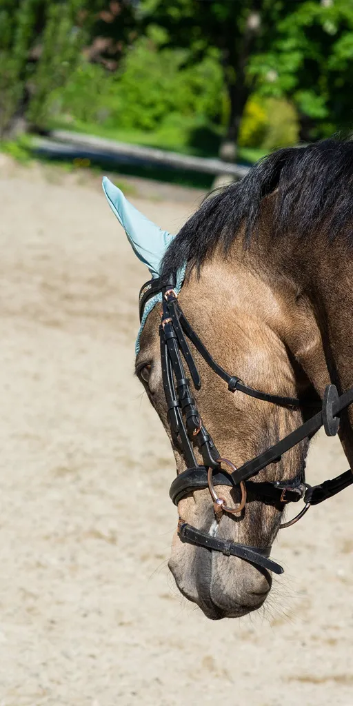 Effektive Staubbindung durch Reitplatzbewässerung zum Schutz der Atemwege von Pferd und Reiter in Reithallen und Außenanlagen