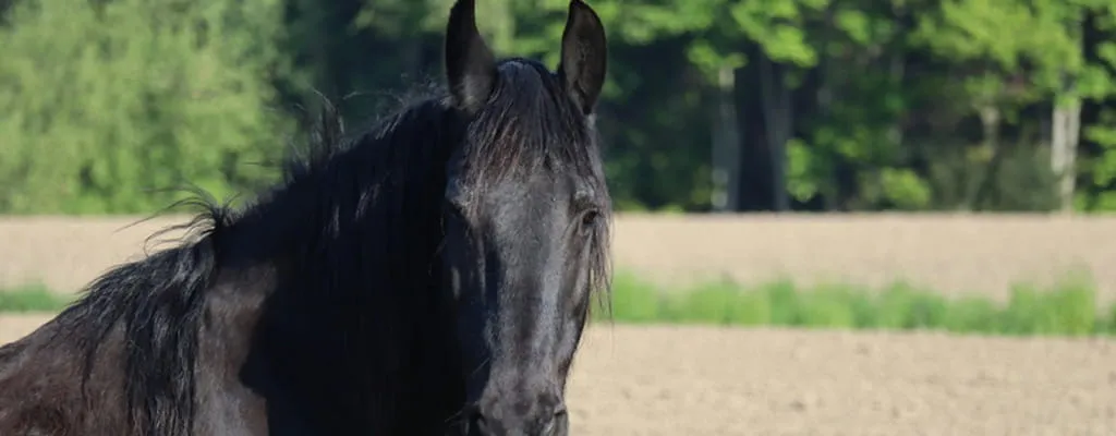 Professionelle Bewässerung zur langfristigen Pflege der Tretschicht und zum Werterhalt moderner Reitplatzböden