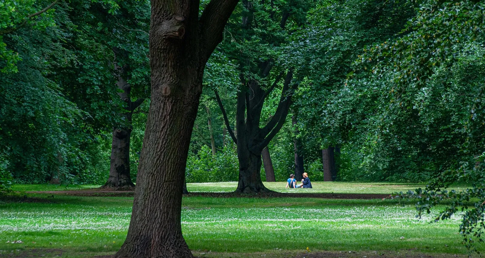Sommerliche Parkanlage mit großen Bäumen und gepflegten Rasenflächen, die als Referenz für großflächige Bewässerungsprojekte dient.