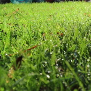Nahaufnahme von Gras mit Wassertröpfchen als Symbol für Rasenfeuchte und kontrollierte Sportplatzberegnung