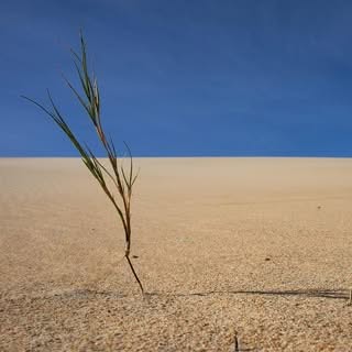 Gartenbewässerung im Klimawandel 
